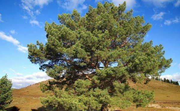 樟子松Mongolica Pine