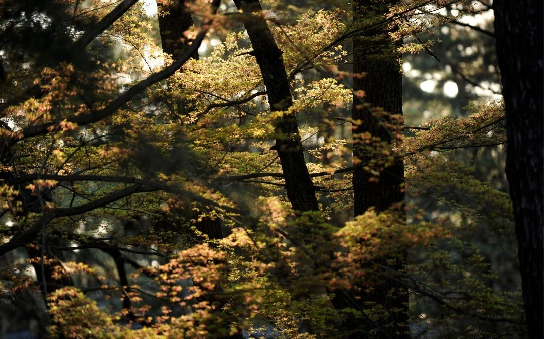 日本檜木 Hinoki
