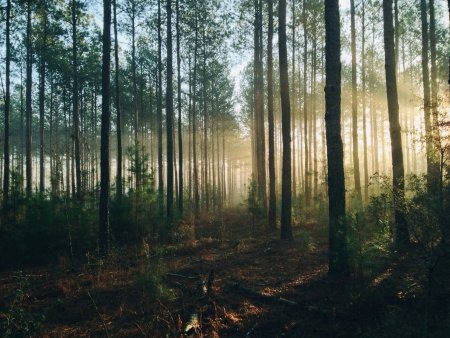 PEFC FOREST