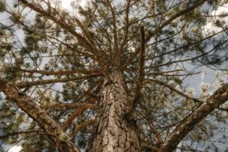 紐西蘭放射松 Radiata Pine
