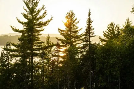 花旗松Douglas fir