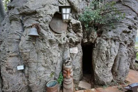 The Remarkable Baobab Tree