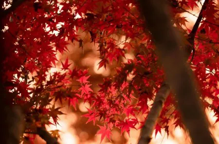 北美楓木Maple