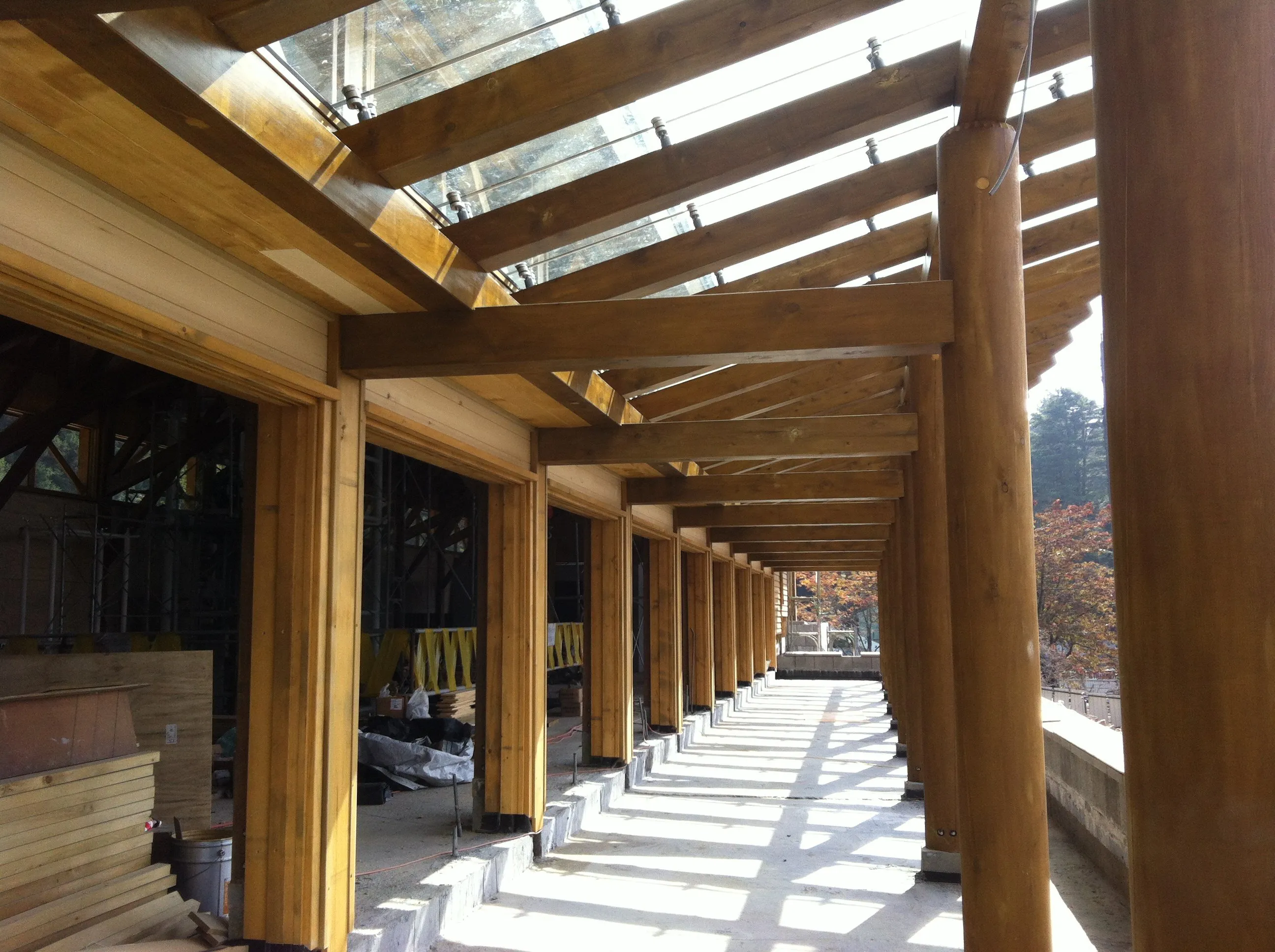 Alaska Yellow Cedar