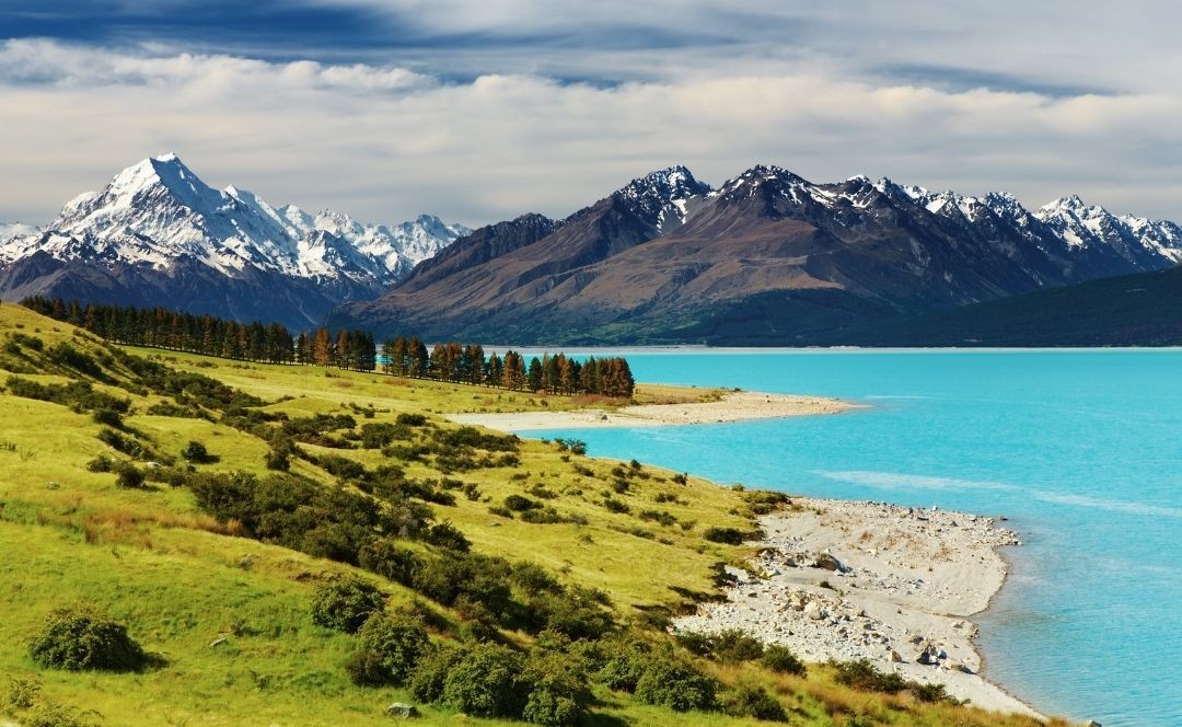 New Zealand Radiata Pine