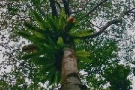 南洋櫸木_Bangkirai