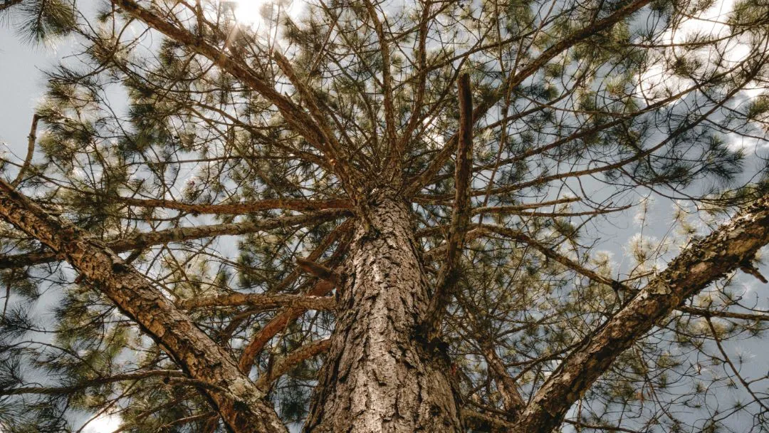Radiata Pine
