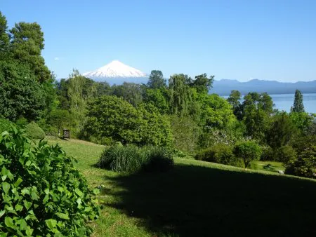 烏拉圭松Uruguay_pine