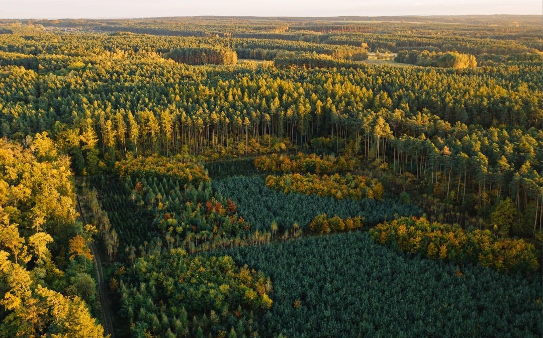 阿根廷松Argentina_pine