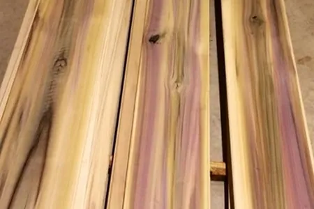 Rainbow Poplar