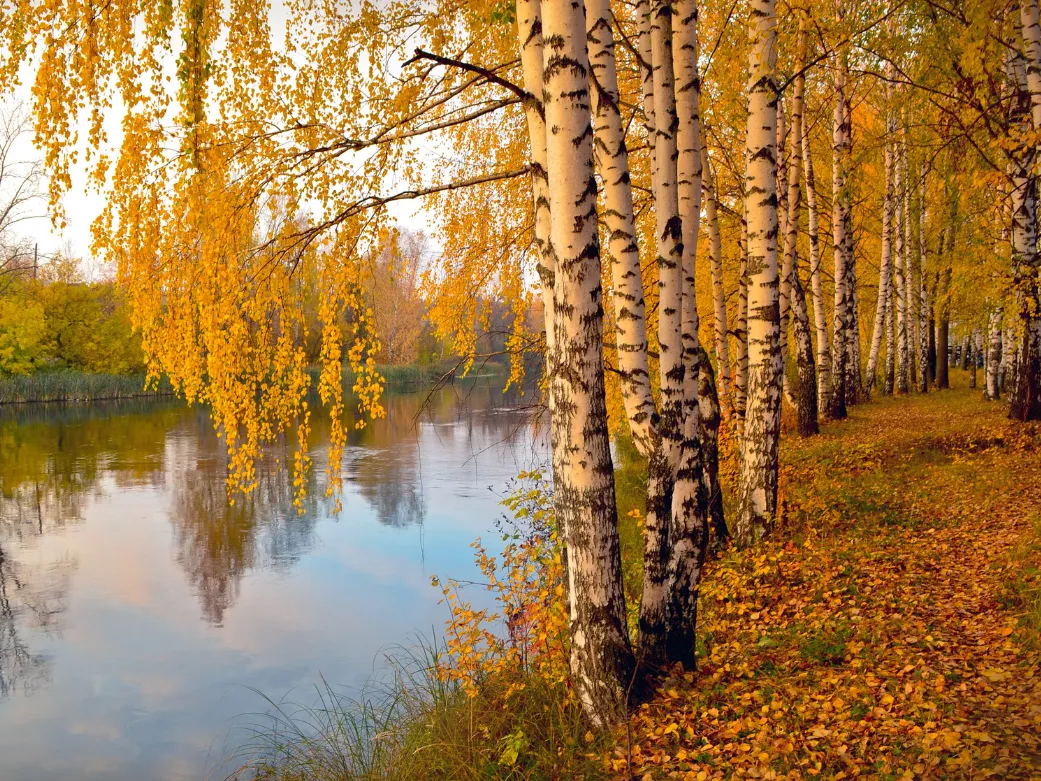 birch forest