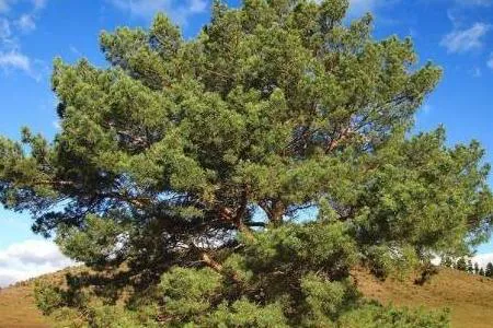 Mongolica Pine (Pinus sylvestris var. mongolica)
