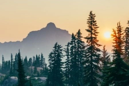 Real Wood, Real Value? |  Making Better Choices for Sustainable Timber