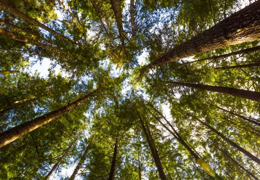 North American Hemlock