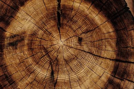 Do Tree Rings Really Represent a Tree's Age?