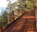 Western Red Cedar