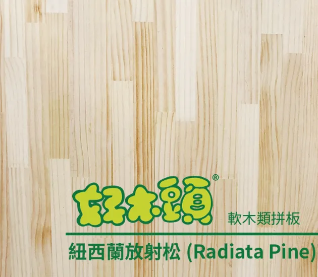 紐西蘭放射松